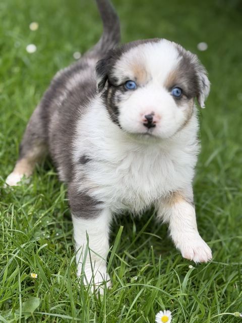 Blue